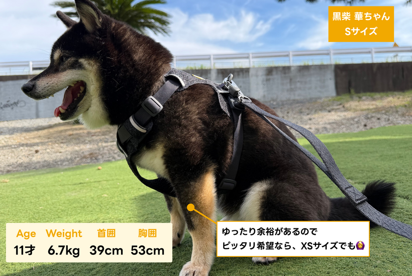フロントレンジフレックスハーネス | Ruffwear JAPAN