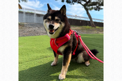 6.7kg 女の子 華ちゃん | 黒柴 🐶フロントレンジフレックスハーネス