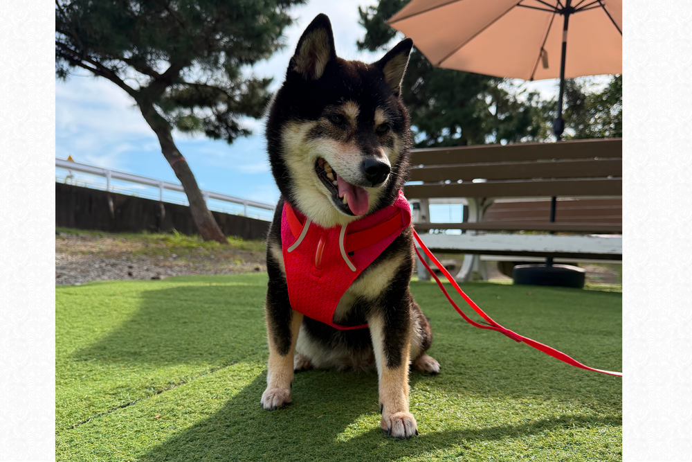 6.7kg 女の子 華ちゃん | 黒柴 🐶フロントレンジフレックスハーネス