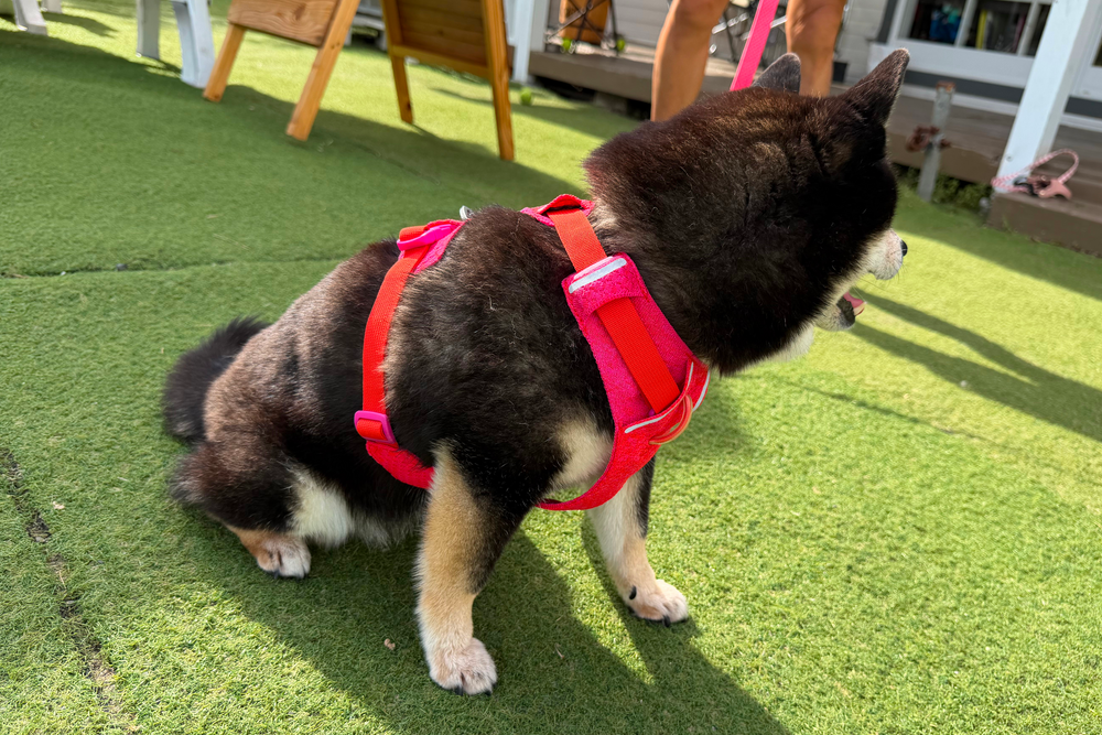6.7kg 女の子 華ちゃん | 黒柴 🐶フロントレンジフレックスハーネス
