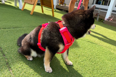 6.7kg 女の子 華ちゃん | 黒柴 🐶フロントレンジフレックスハーネス