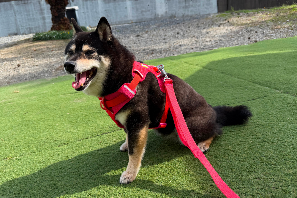 6.7kg 女の子 華ちゃん | 黒柴 🐶フロントレンジフレックスハーネス