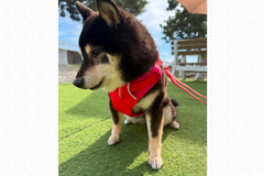 6.7kg 女の子 華ちゃん | 黒柴 🐶フロントレンジフレックスハーネス