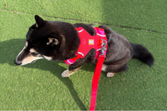 6.7kg 女の子 華ちゃん | 黒柴 🐶フロントレンジフレックスハーネス