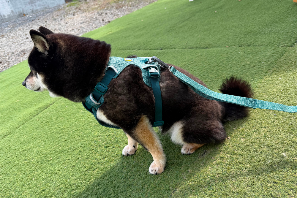 6.7kg 女の子 華ちゃん | 黒柴 🐶フロントレンジフレックスハーネス