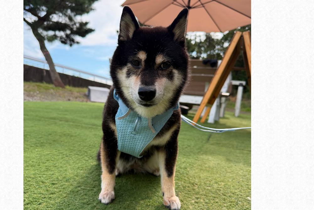 6.7kg 女の子 華ちゃん | 黒柴 🐶フロントレンジフレックスハーネス
