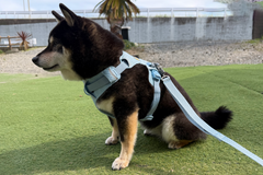 6.7kg 女の子 華ちゃん | 黒柴 🐶フロントレンジフレックスハーネス