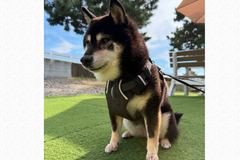 6.7kg 女の子 華ちゃん | 黒柴 🐶フロントレンジフレックスハーネス