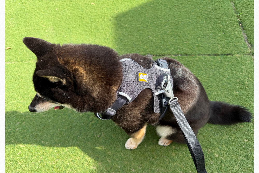 6.7kg 女の子 華ちゃん | 黒柴 🐶フロントレンジフレックスハーネス