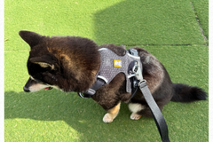 6.7kg 女の子 華ちゃん | 黒柴 🐶フロントレンジフレックスハーネス