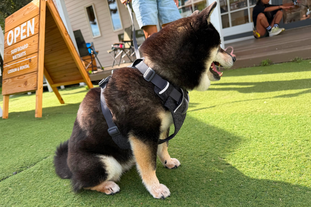 6.7kg 女の子 華ちゃん | 黒柴 🐶フロントレンジフレックスハーネス