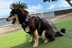 6.7kg 女の子 華ちゃん | 黒柴 🐶フロントレンジフレックスハーネス