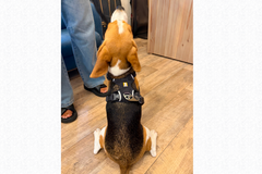 9.3kg 女の子 ハッピーちゃん | ビーグル 🐶 フロントレンジフレックスハーネス