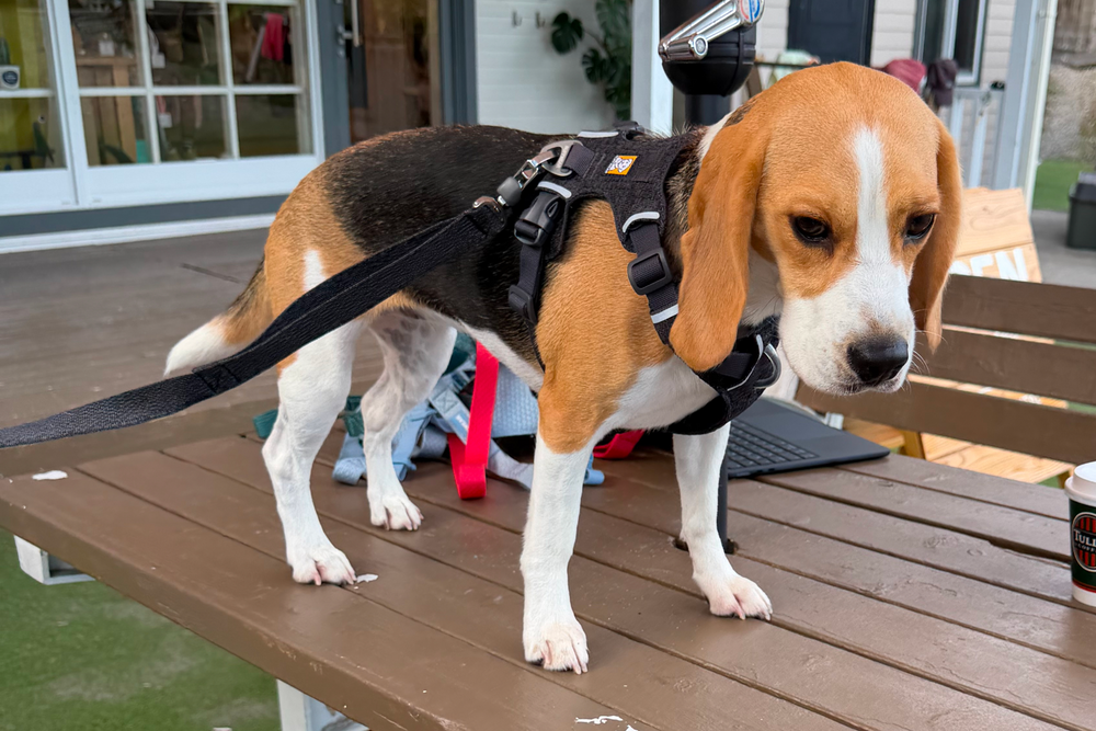 9.3kg 女の子 ハッピーちゃん | ビーグル 🐶 フロントレンジフレックスハーネス