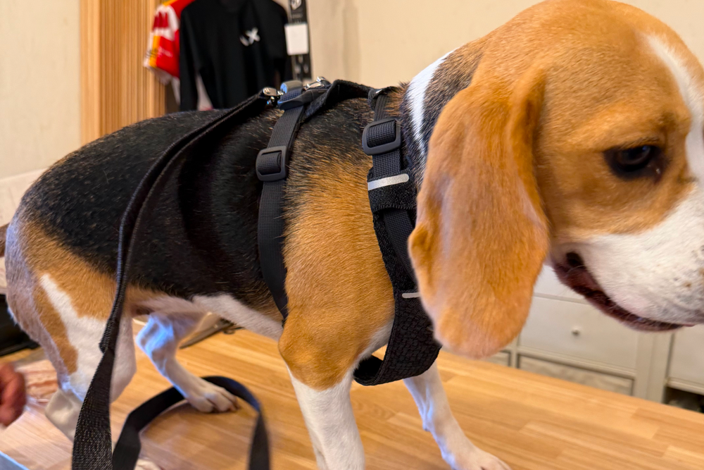9.3kg 女の子 ハッピーちゃん | ビーグル 🐶 フロントレンジフレックスハーネス