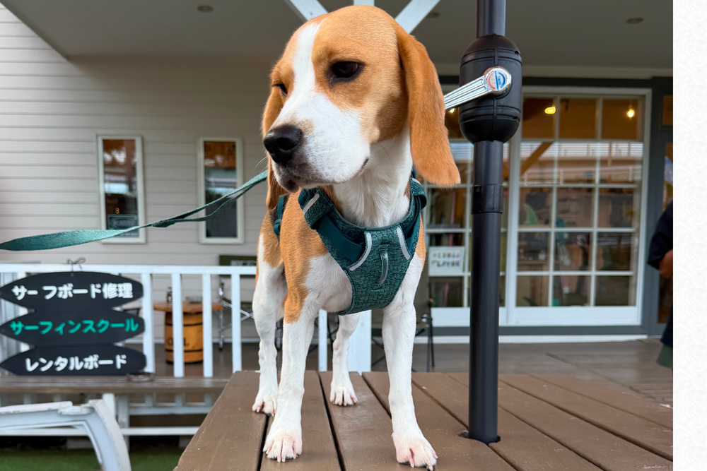 9.3kg 女の子 ハッピーちゃん | ビーグル 🐶 フロントレンジフレックスハーネス