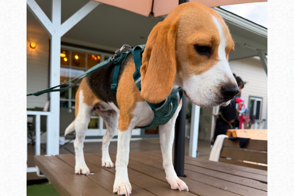 9.3kg 女の子 ハッピーちゃん | ビーグル 🐶 フロントレンジフレックスハーネス