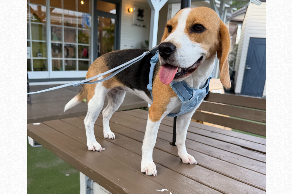 9.3kg 女の子 ハッピーちゃん | ビーグル 🐶 フロントレンジフレックスハーネス