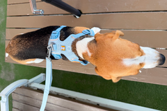 9.3kg 女の子 ハッピーちゃん | ビーグル 🐶 フロントレンジフレックスハーネス