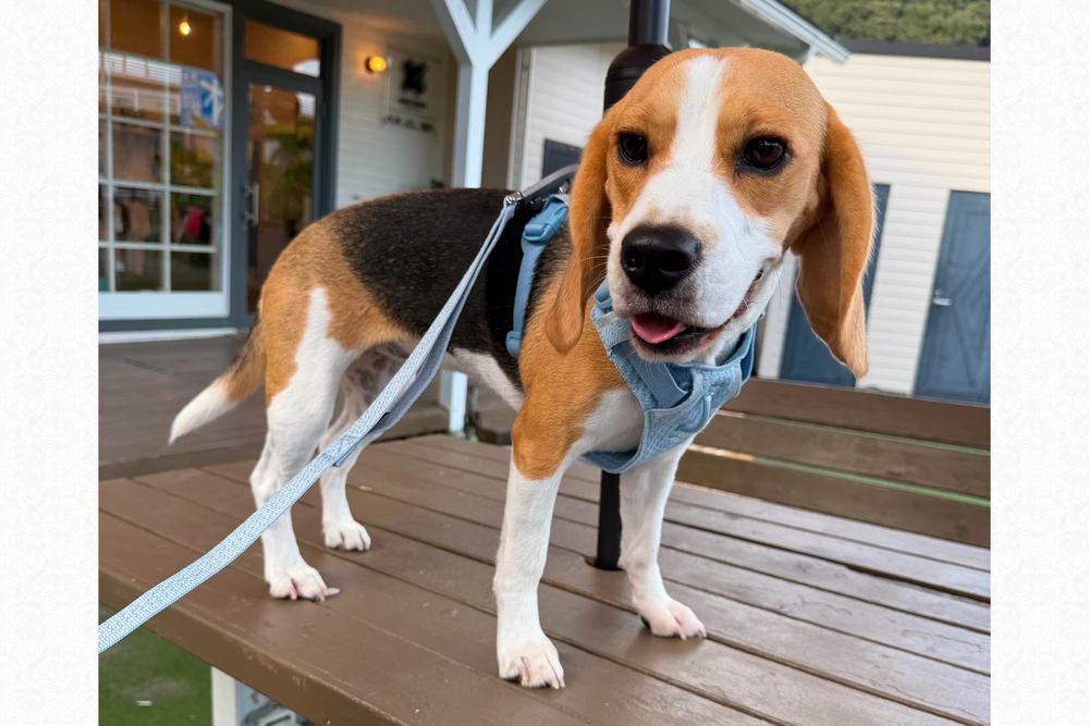 9.3kg 女の子 ハッピーちゃん | ビーグル 🐶 フロントレンジフレックスハーネス