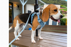 9.3kg 女の子 ハッピーちゃん | ビーグル 🐶 フロントレンジフレックスハーネス