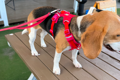 9.3kg 女の子 ハッピーちゃん | ビーグル 🐶 フロントレンジフレックスハーネス