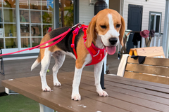 9.3kg 女の子 ハッピーちゃん | ビーグル 🐶 フロントレンジフレックスハーネス
