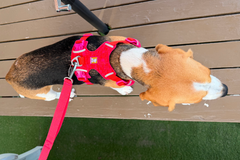 9.3kg 女の子 ハッピーちゃん | ビーグル 🐶 フロントレンジフレックスハーネス