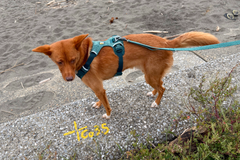 11.5kg 男の子 ハリーくん | ミックス 🐶 フロントレンジフレックスハーネス