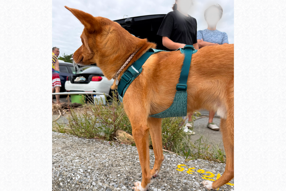 11.5kg 男の子 ハリーくん | ミックス 🐶 フロントレンジフレックスハーネス
