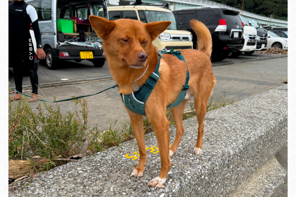 11.5kg 男の子 ハリーくん | ミックス 🐶 フロントレンジフレックスハーネス