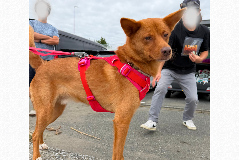 11.5kg 男の子 ハリーくん | ミックス 🐶 フロントレンジフレックスハーネス