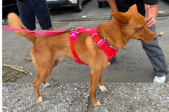 11.5kg 男の子 ハリーくん | ミックス 🐶 フロントレンジフレックスハーネス