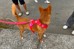 11.5kg 男の子 ハリーくん | ミックス 🐶 フロントレンジフレックスハーネス