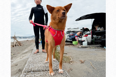 11.5kg 男の子 ハリーくん | ミックス 🐶 フロントレンジフレックスハーネス