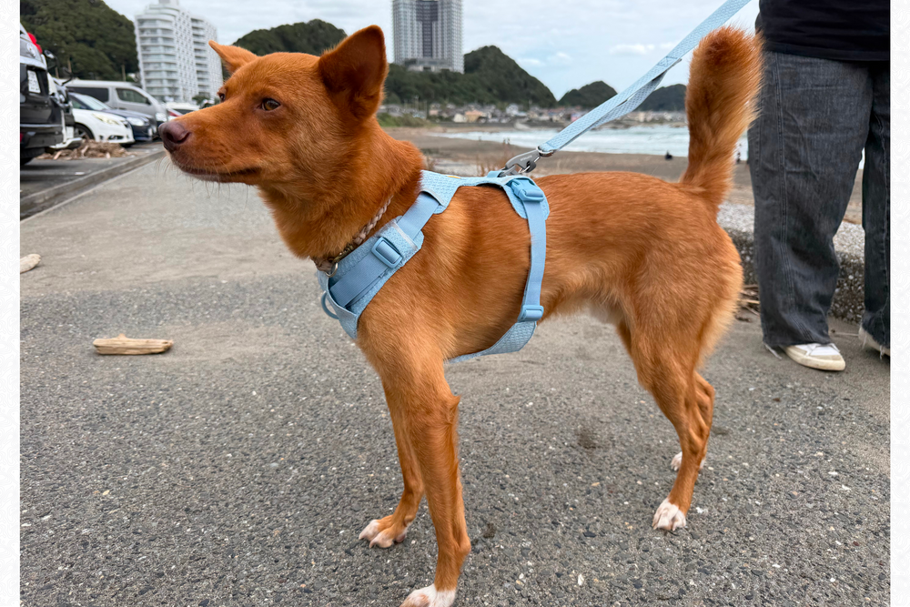 11.5kg 男の子 ハリーくん | ミックス 🐶 フロントレンジフレックスハーネス