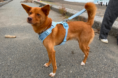 11.5kg 男の子 ハリーくん | ミックス 🐶 フロントレンジフレックスハーネス