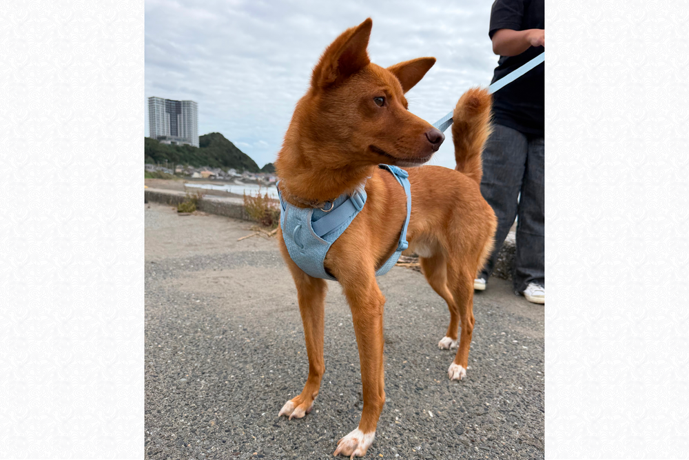 11.5kg 男の子 ハリーくん | ミックス 🐶 フロントレンジフレックスハーネス