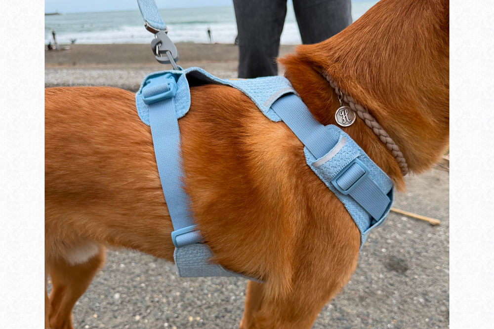 11.5kg 男の子 ハリーくん | ミックス 🐶 フロントレンジフレックスハーネス