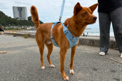 11.5kg 男の子 ハリーくん | ミックス 🐶 フロントレンジフレックスハーネス