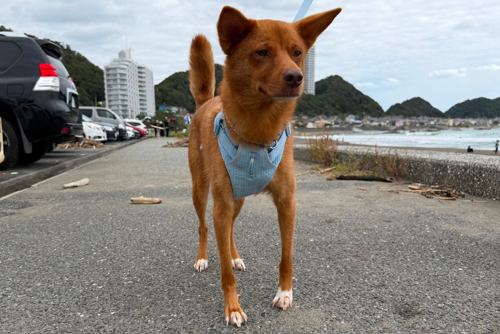 11.5kg 男の子 ハリーくん | ミックス 🐶 フロントレンジフレックスハーネス