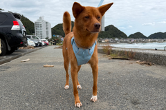 11.5kg 男の子 ハリーくん | ミックス 🐶 フロントレンジフレックスハーネス