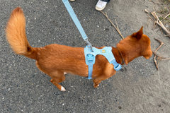 11.5kg 男の子 ハリーくん | ミックス 🐶 フロントレンジフレックスハーネス