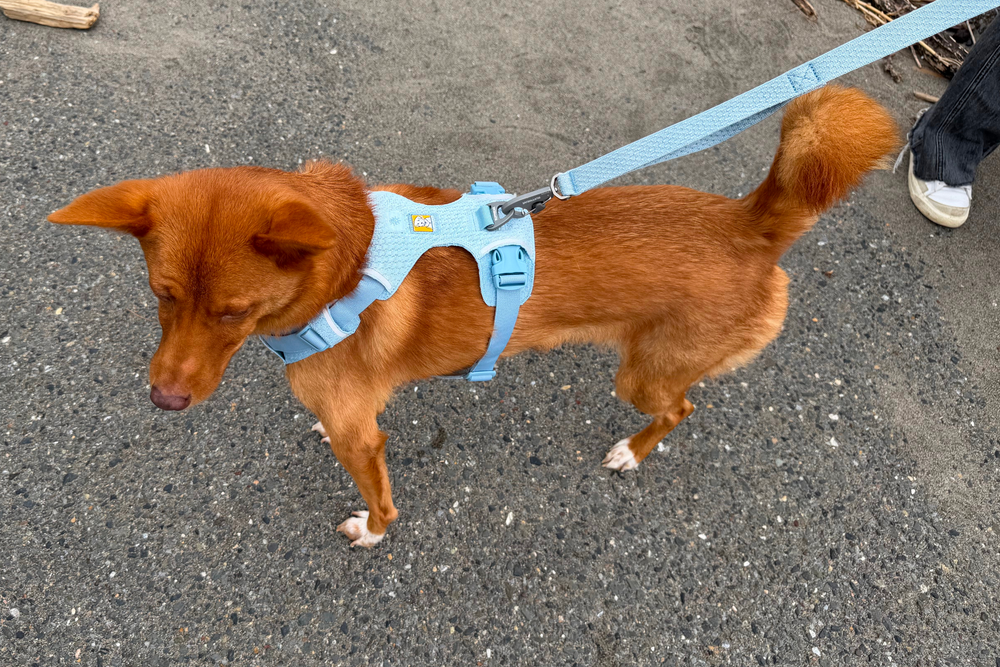 11.5kg 男の子 ハリーくん | ミックス 🐶 フロントレンジフレックスハーネス