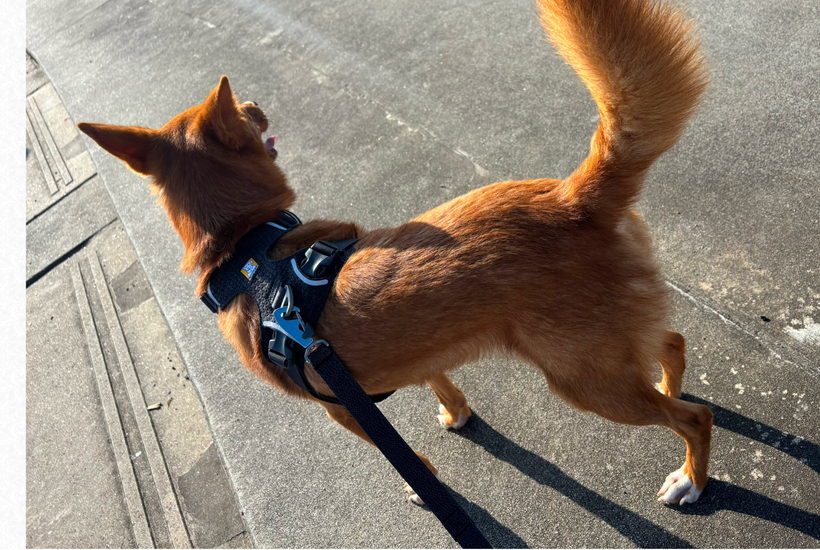 フロントレンジフレックスハーネス | Ruffwear JAPAN