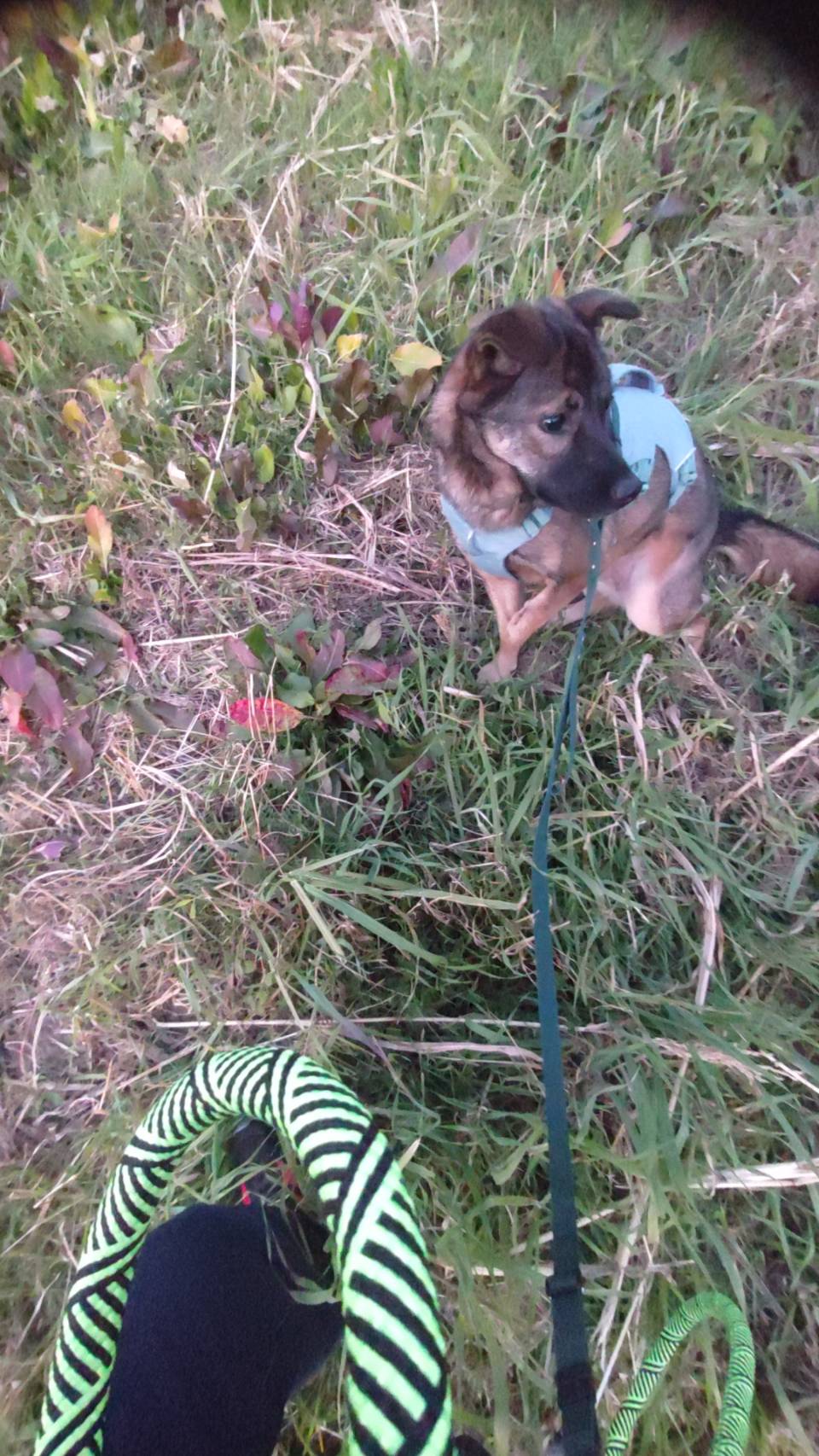 17.5kgのMIX犬！女の子がウェブマスターハーネスのSサイズを着てくれました！