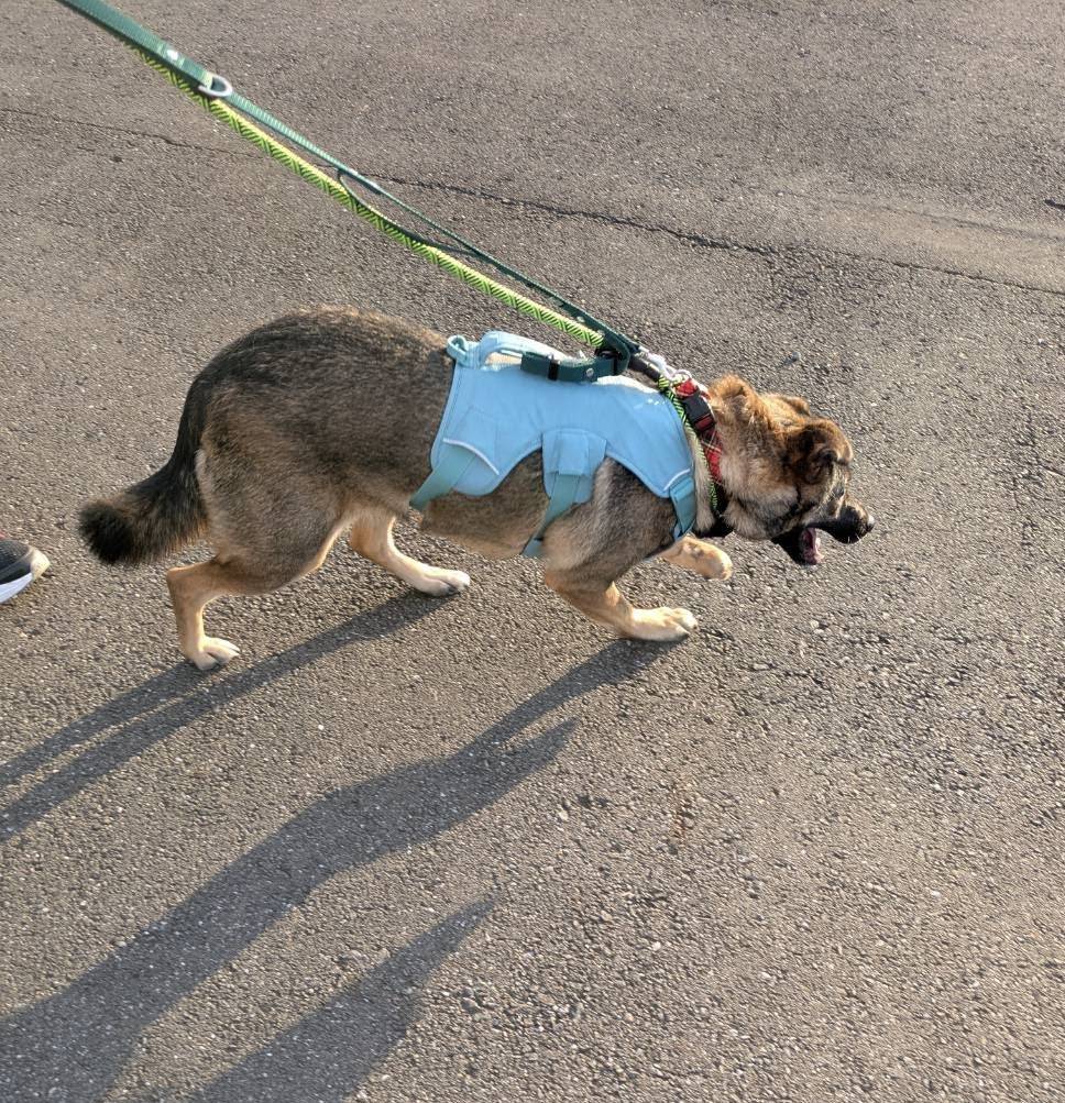 17.5kgのMIX犬！女の子がウェブマスターハーネスのSサイズを着てくれました！