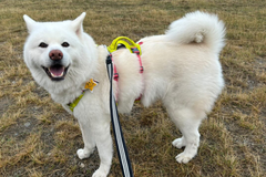 43.0kg 男の子 柊くん | 秋田犬🐶フラッグラインハーネス