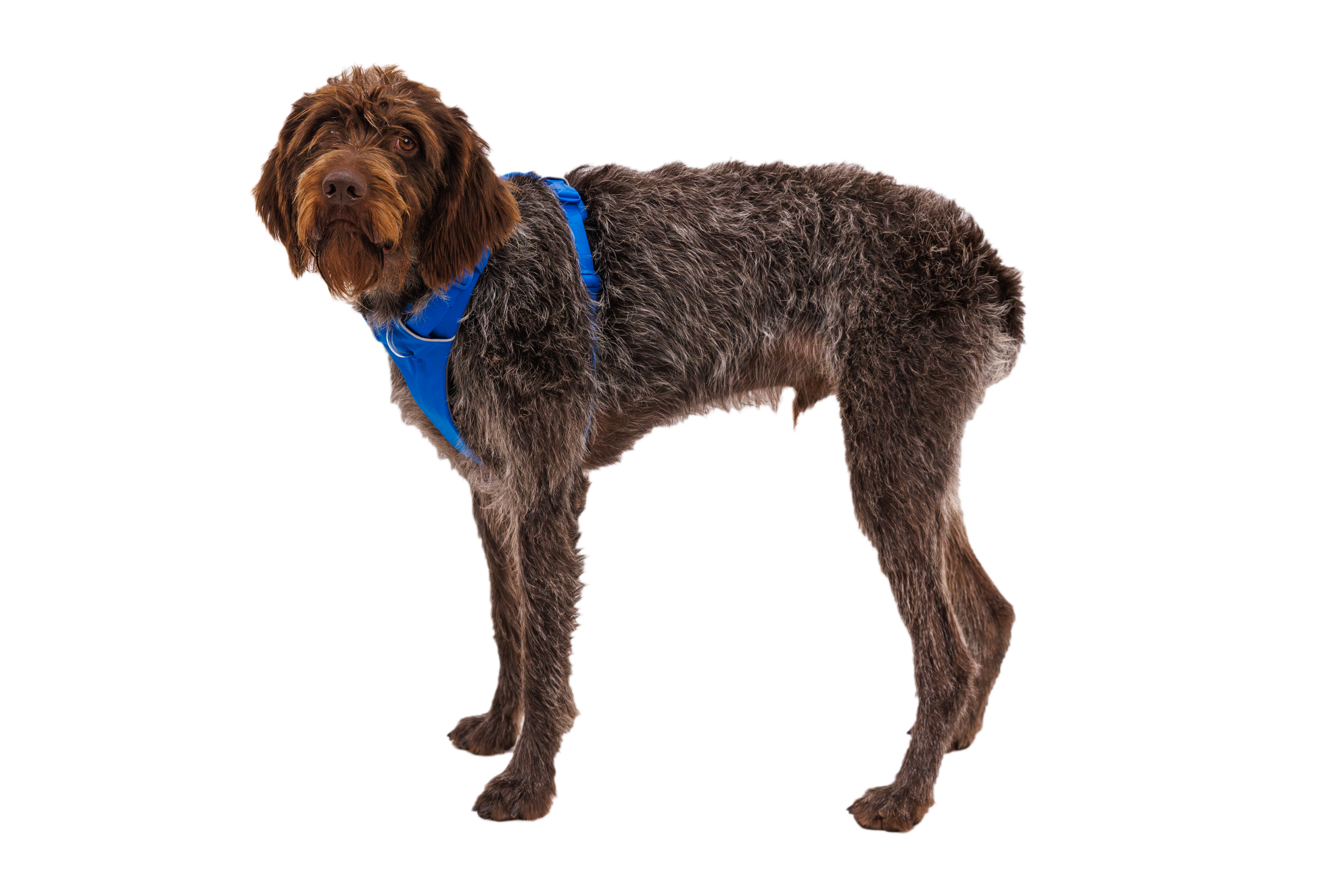 フロントレンジハーネス | Ruffwear JAPAN